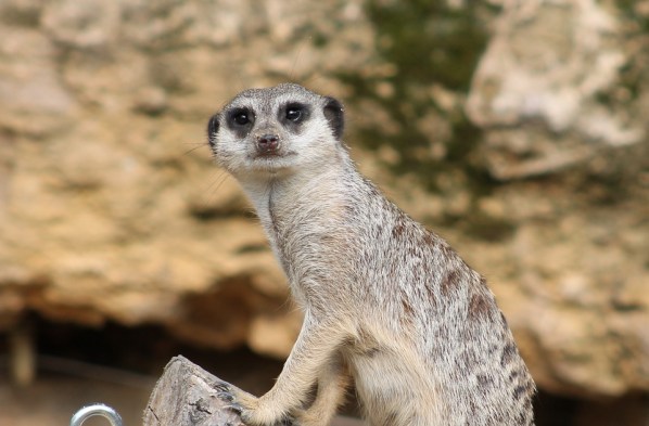 meerkat friend meme